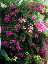 Smaragdine Beach Hotel Garten